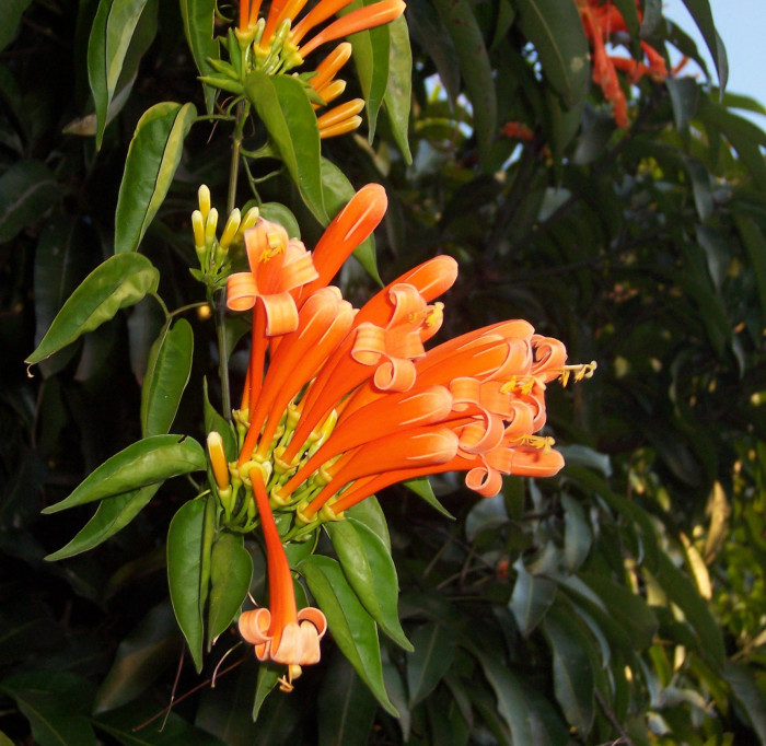 파장화 - Flame vine, Orange trumpet creeper, Pyrostegia venusta