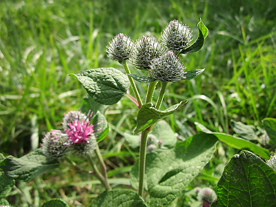 우엉 사진 - Arctium lappa L. Photos