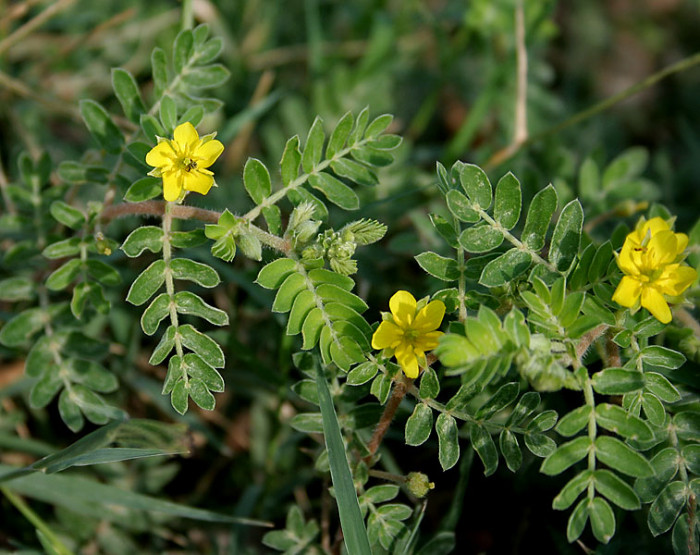 남가새 - Tribulus terrestris L.