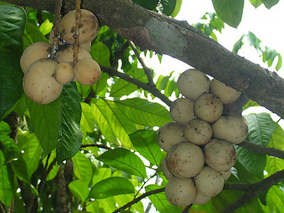 롱콩 사진 - Lansium parasiticum Photos
