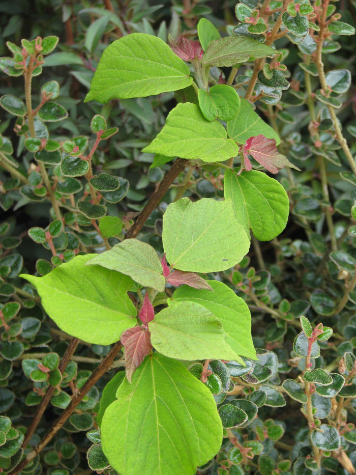 예덕나무 - Mallotus japonicus (Thunb.) Muell. Arg.