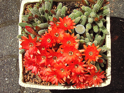 땅콩선인장 사진 - Chamaecereus silvestii Photos
