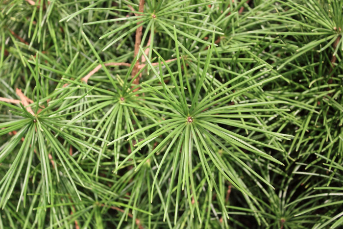금송 - Sciadopitys verticillata (Thunb.) Siebold & Zucc.