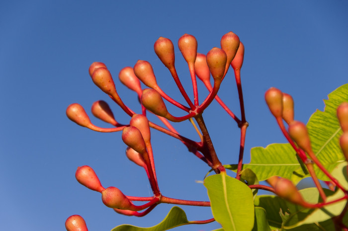 유칼립투스 - Eucalyptus, Eucalyptus globulus