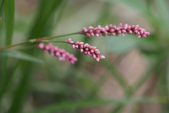 개여뀌 - 개여끠ㅣ, Persicaria longiseta (Bruijn) Kitag.