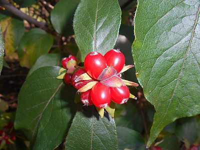 구슬댕댕이 사진 - Lonicera vesicaria Kom. Photos