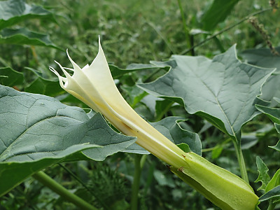 독말풀 사진 - Datura stramonium Photos