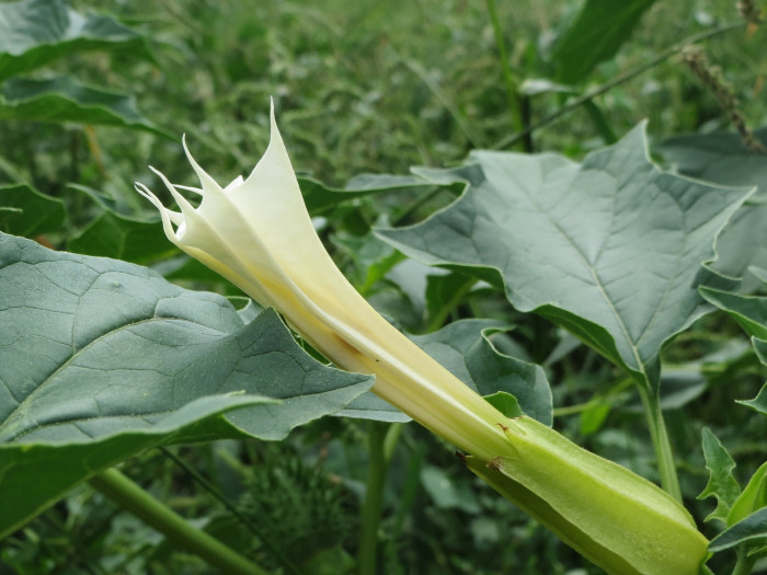 독말풀 - Datura stramonium