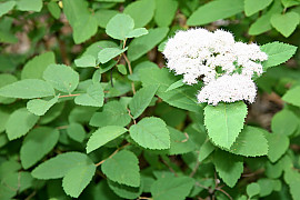 참조팝나무 - Spiraea fritschiana C. K. Schneid.