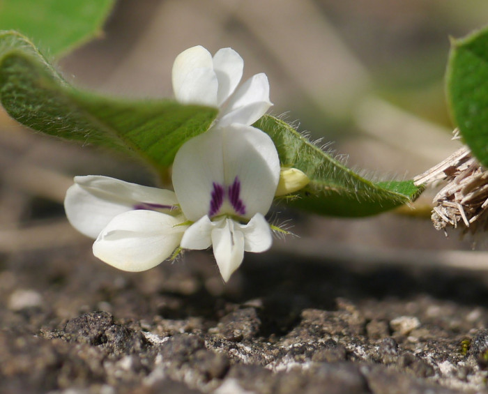 괭이싸리 - Lespedeza pilosa (Thunb.) Siebold & Zucc.