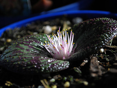 마소니아 퍼스툴레타 사진 - Massonia pustulata Photos