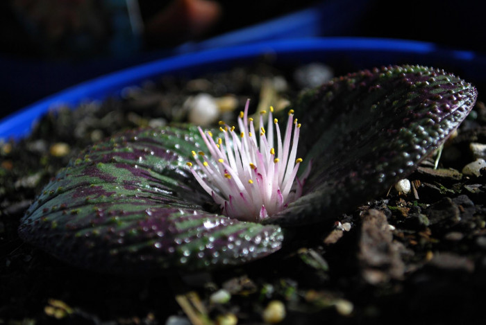 마소니아 퍼스툴레타 - hedgehog lily, Massonia pustulata