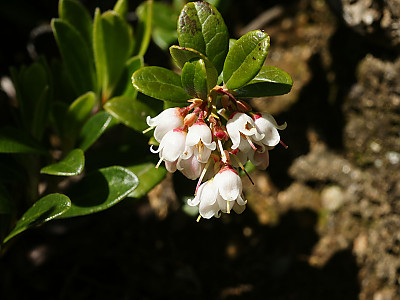 월귤 사진 - Vaccinium vitis-idaea L. Photos