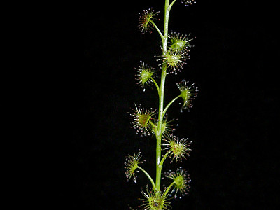 끈끈이귀개 사진 - Drosera peltata var. nipponica (Masam.) Ohwi Photos