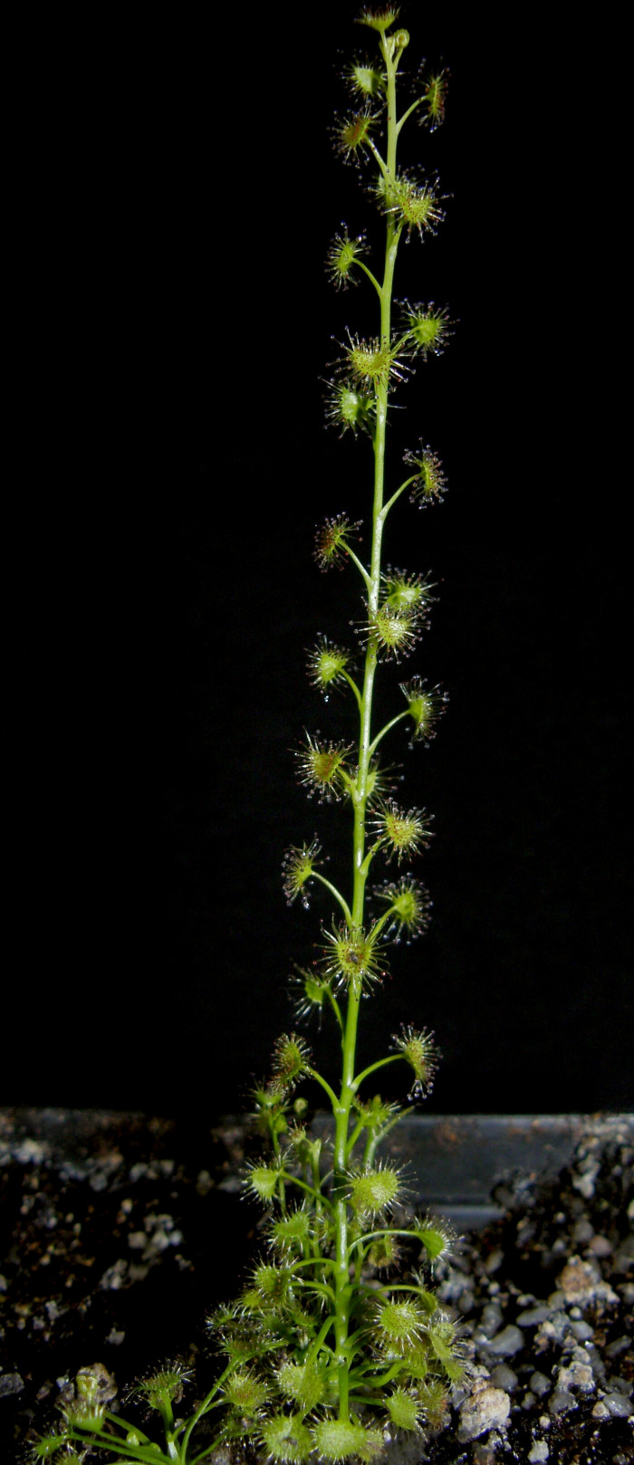끈끈이귀개 - Drosera peltata var. nipponica (Masam.) Ohwi