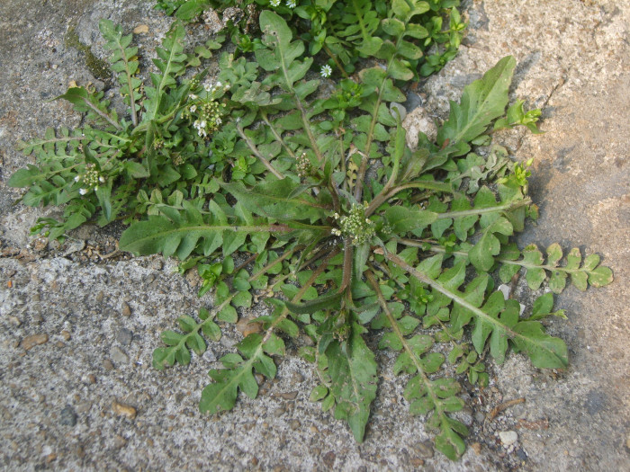 냉이 - Shepherd purse, Capsella bursapastoris (L.) L.W.Medicus