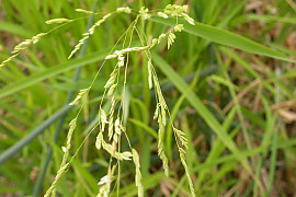겨풀 - Leersia oryzoides var. japonica Hack.