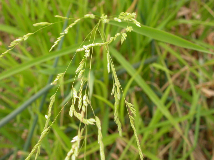 겨풀 - Leersia oryzoides var. japonica Hack.