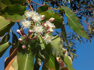 유칼립투스 사진 - Eucalyptus globulus Photos