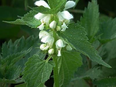광대수염 사진 - Lamium album var. barbatum (Siebold & Zucc.) Franch. & Sav. Photos