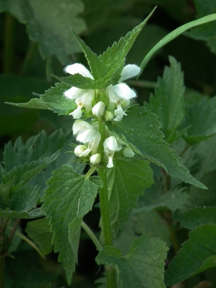 광대수염 - Lamium album var. barbatum (Siebold & Zucc.) Franch. & Sav.