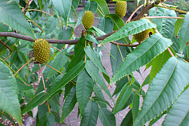 굴피나무 - Platycarya strobilacea Siebold & Zucc. var. strobilacea for. strobilacea