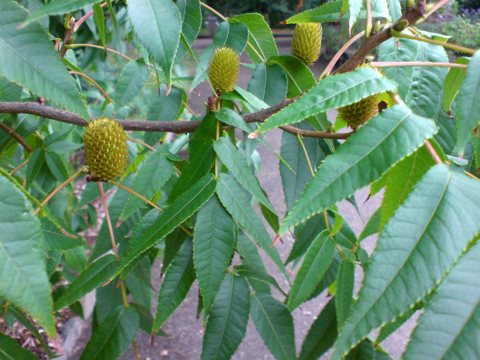 굴피나무 - Platycarya strobilacea Siebold & Zucc. var. strobilacea for. strobilacea