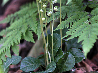 노루발 사진 - Pyrola japonica Klenze ex Alef. Photos