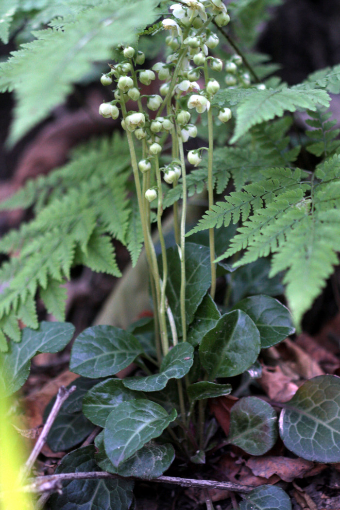 노루발 - Pyrola japonica Klenze ex Alef.