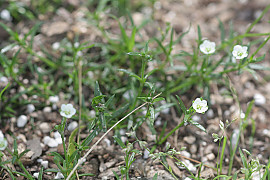 개미자리 - Sagina japonica (Sw.) Ohwi