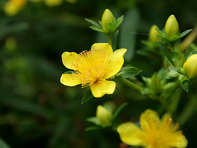 고추나물 사진 - Hypericum erectum Thunb. Photos