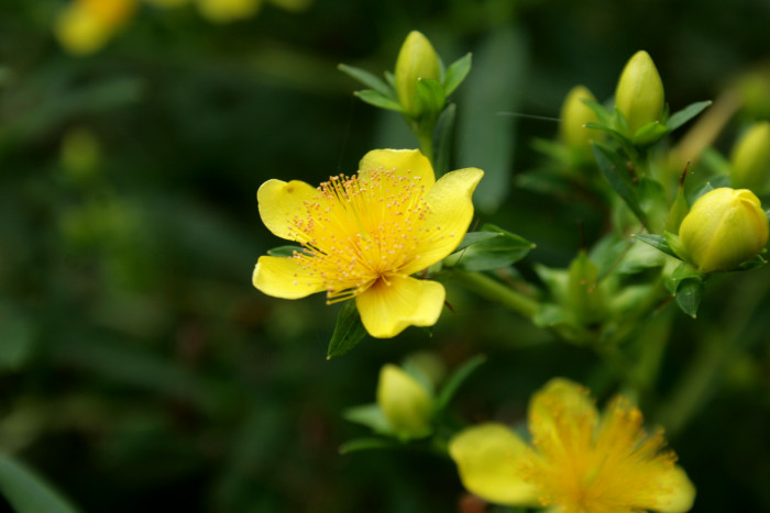 고추나물 - Hypericum erectum Thunb.