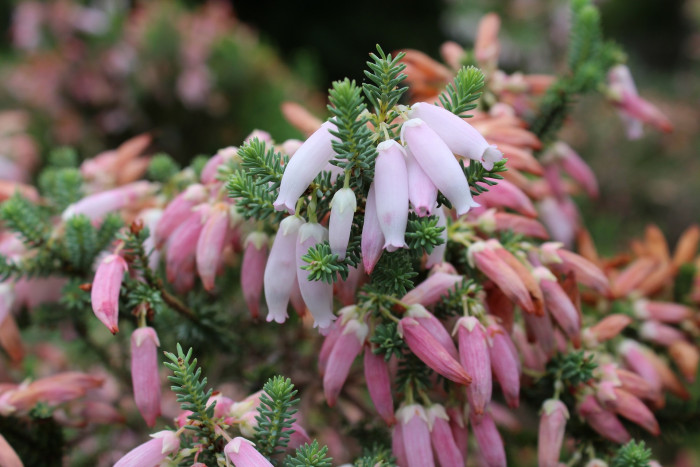 구석남 - Spring heath, Erica melanthera