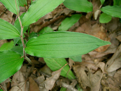 풀솜대 사진 - Smilacina japonica A.Gray var. japonica Photos
