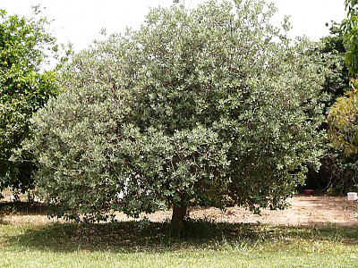 페이조아 사진 - Feijoa sellowiana o.berg Photos