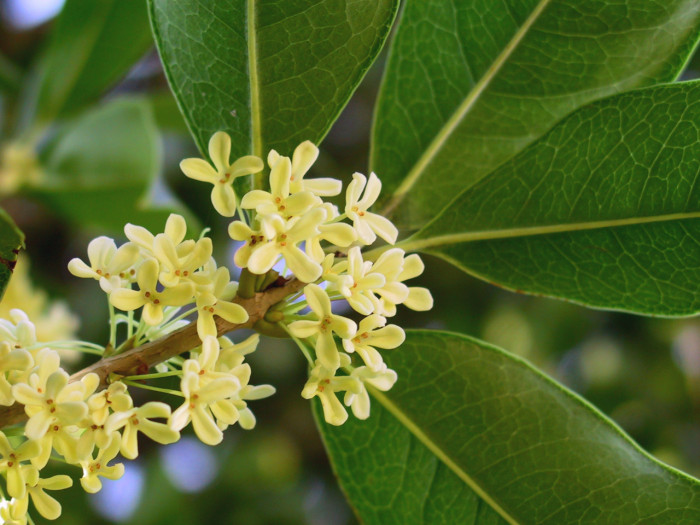 금목서 - Osmanthus fragrans var. aurantiacus Makino