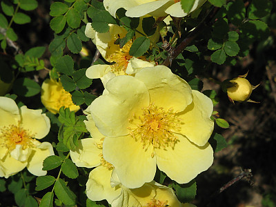 노랑해당화 사진 - Rosa xanthina Lindl. Photos