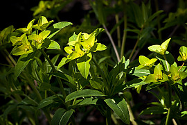 낭독 - Euphorbia pallasii Turcz.