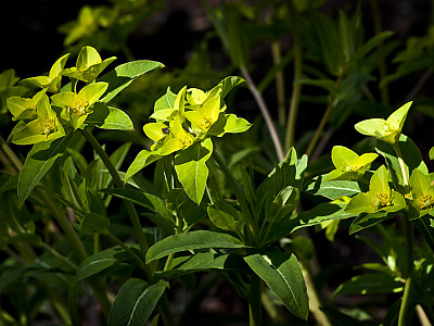 낭독 사진 - Euphorbia pallasii Turcz. Photos