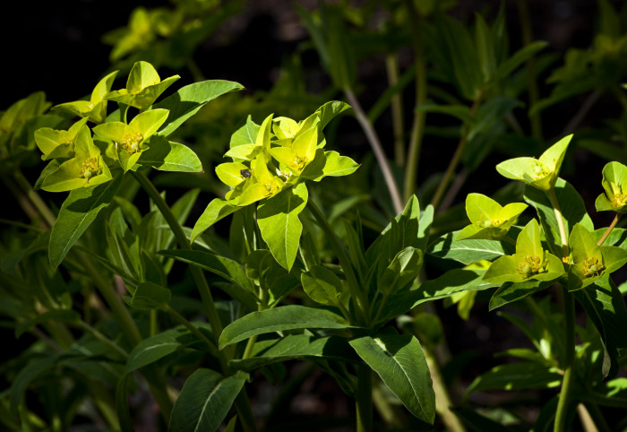 낭독 - Euphorbia pallasii Turcz.