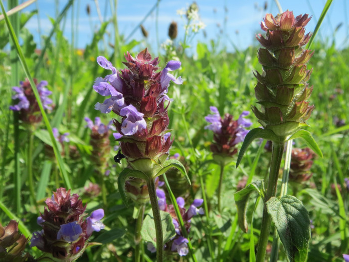 꿀풀 - Prunella vulgaris var. lilacina