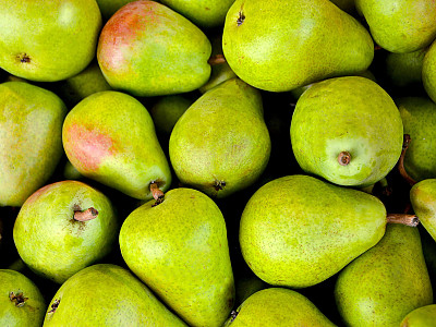 서양배 사진 - Pyrus communis L. Photos