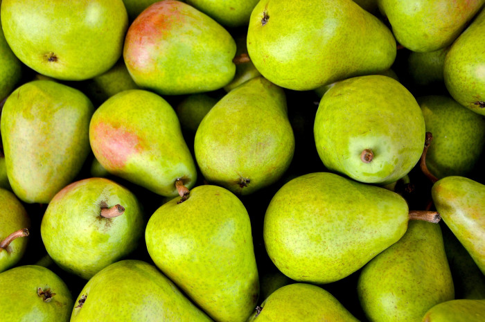 서양배 - Pyrus communis L.