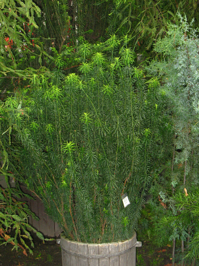 눈개비자나무 - Cephalotaxus harringtonia var. nana (Nakai) Rehder