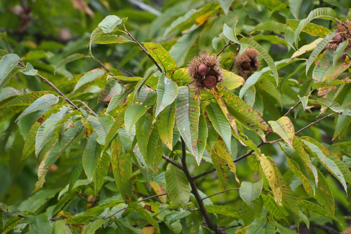 밤나무 - Castanea crenata Siebold & Zucc.