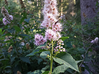 꼬리조팝나무 사진 - Spiraea salicifolia L. Photos