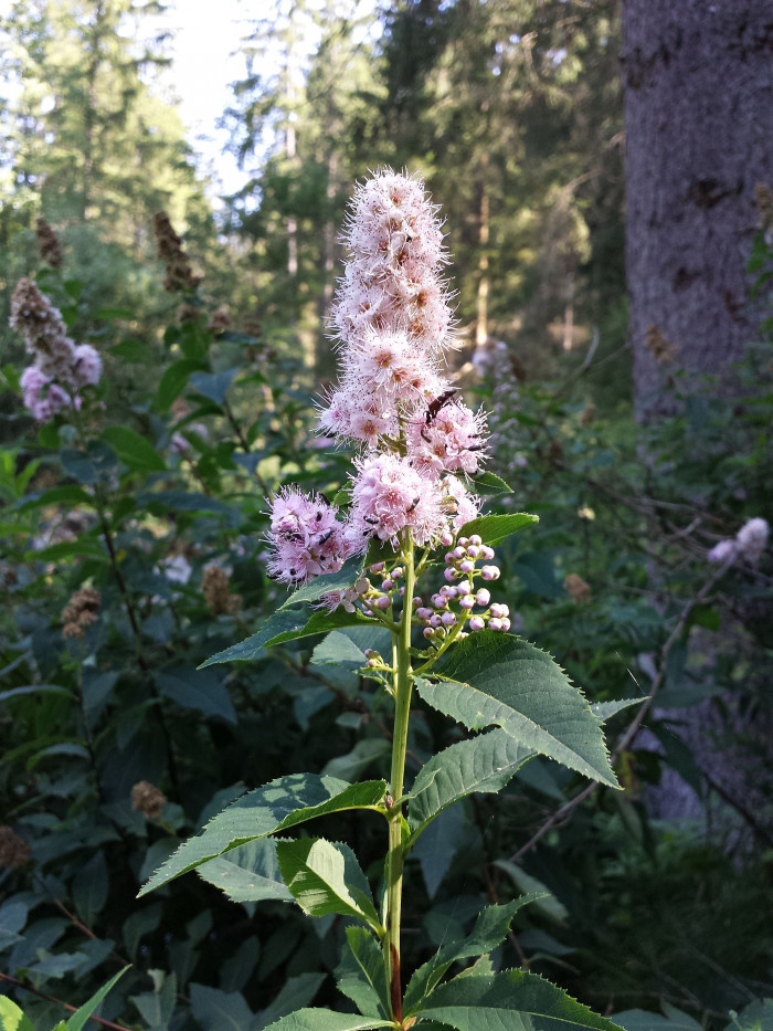 꼬리조팝나무 - Spiraea salicifolia L.