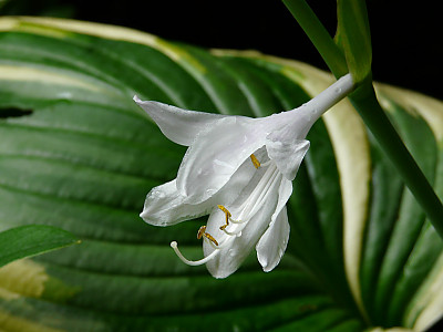 옥잠화 사진 - Hosta plantaginea (Lam.) Aschers. Photos