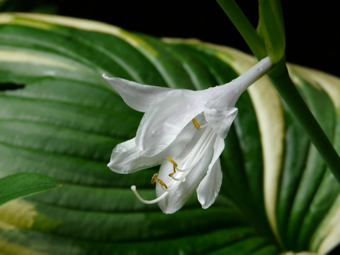 옥잠화 - Plantain lily, Hosta plantaginea (Lam.) Aschers.