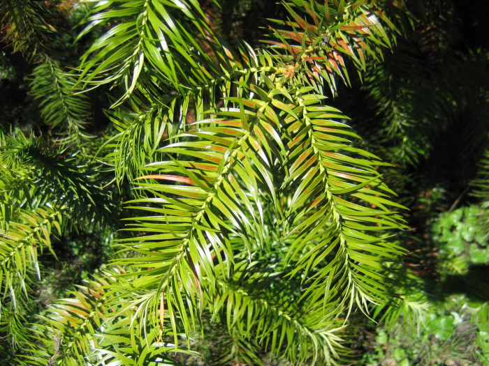 넓은잎삼나무 - Chinese Fir, Cunninghamia lanceolata (Lamb.) Hook.